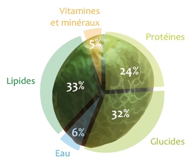 Composition nutritionnelle graine de chanvre