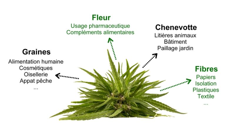 Qu'est ce que le chanvre ? - L' Chanvre : spécialiste du chanvre biologique